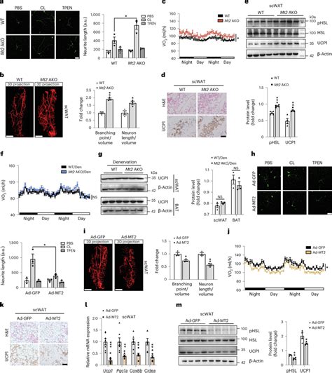 Mt2 Suppresses Sympathetic Innervation And Thermogenesis A Psns Were