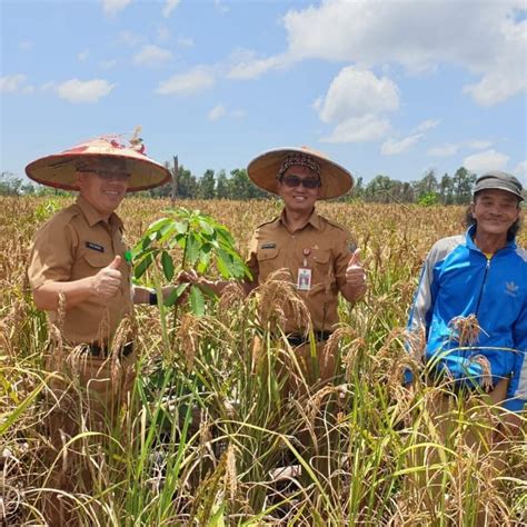 Panen Dan Pasca Panen Padi Ilmu