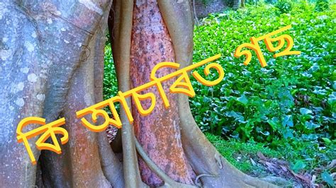 কি আচৰিত গছ আজি দেখা পালোঁ Youtube