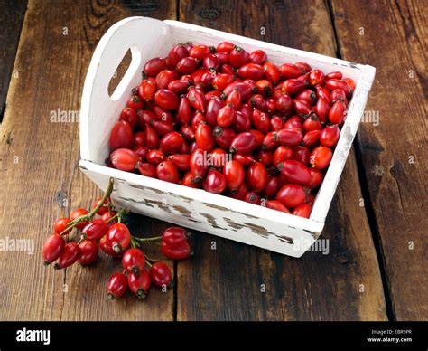 Hips And Haws Hi Res Stock Photography And Images Alamy