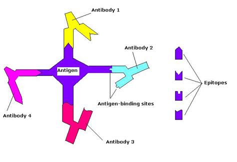 Difference Between Epitope and Paratope | Compare the Difference ...