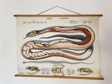 Snake Anatomy Educational Chart | Patina Theory