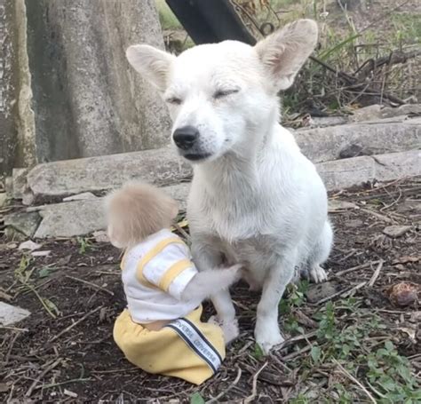 Mother Dog Rescues Abandoned Baby Monkey, Offering Shelter and Care - PaintxWiki