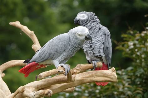 Parrots - Aviculture Hub