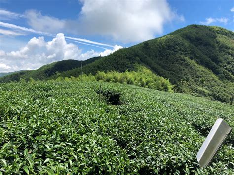 【阿里山高山茶】茶葉禮盒推薦 在地茶農