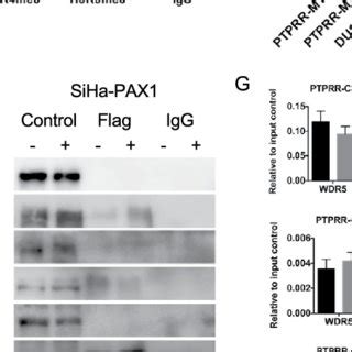 PAX1 Promoter Methylation Status In Cervical Cancer And Association