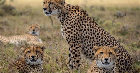 Extinct Cheetahs Return To India After 7 Decades FairPlanet