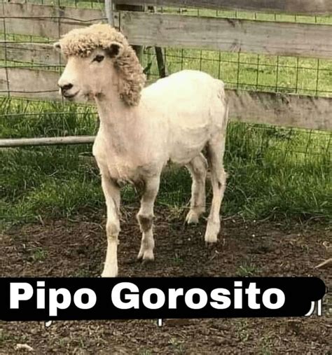 la tenes adentro rbocajuniors