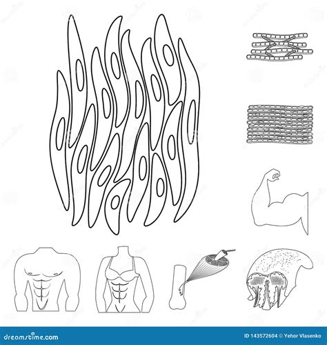 Conception De Vecteur De Fibre Et De Signe Musculaire Placez Du Symbole