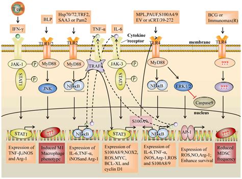 Dual Roles Of Myeloidderived Suppressor Cells Induced By Tolllike