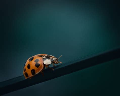 Black and Red Ladybug on Green Leaf · Free Stock Photo