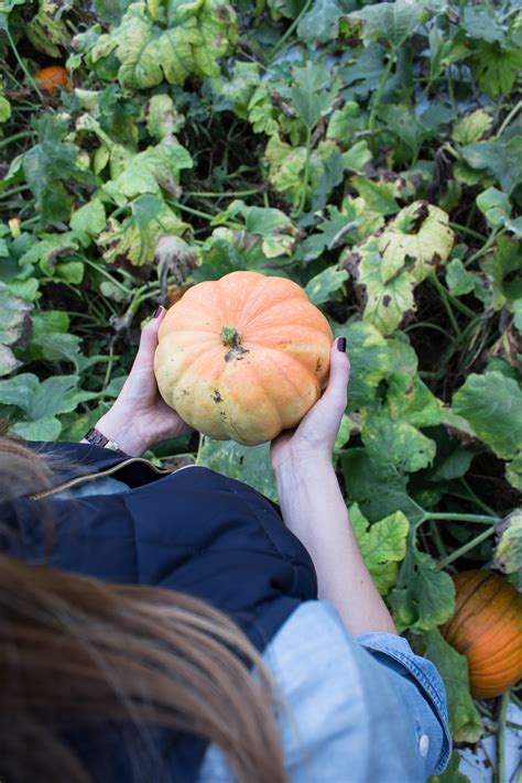 pumpkin picking pass  cookies