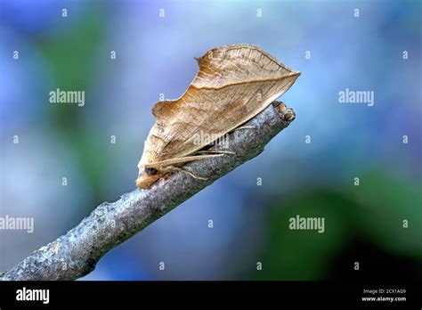 Vampire Moth Hi Res Stock Photography And Images Alamy