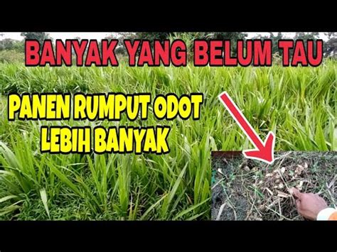 Cara Yang Benar Pemanenan Rumput Odot Supaya Tumbuh Lebih Banyak Dan