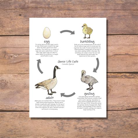 Canada Goose Mini Study: Goose Life Cycle Diagrams and - Etsy