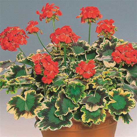 Pelargonium Mrs Pollock Geranium Zonale