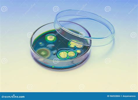 Fungal Colonies X Mold X Growing On Agar In Petri Dish Stock