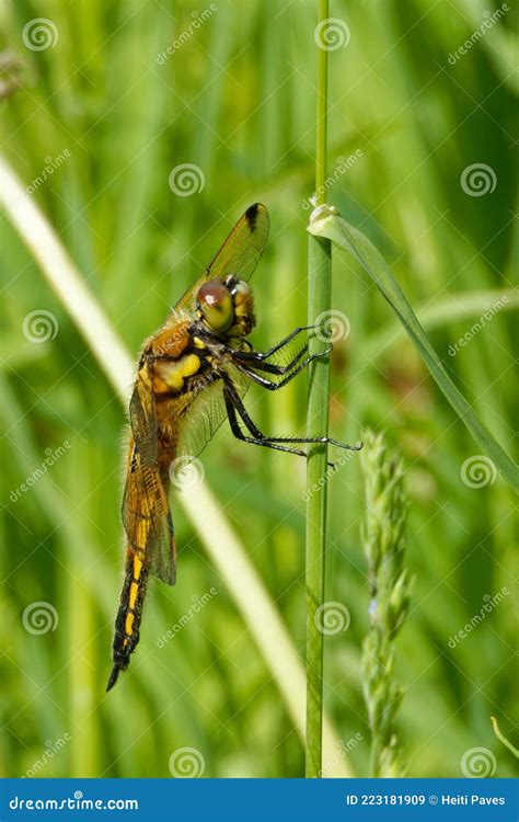 Four Spottedchaser X28 Libellula Quadrimaculata X29 Also Known As