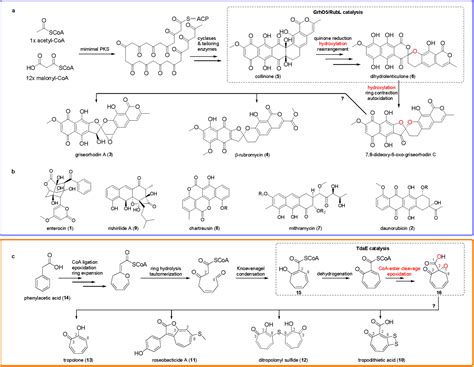 Three Rings To Rule Them All How Versatile Flavoenzymes Orchestrate