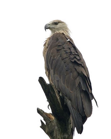 Pallas's Fish Eagle | Majestic Bird of Prey