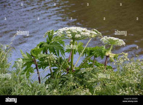 Giant Hogweed Heracleum Mantegazzianum Northumberland Uk Stock Photo