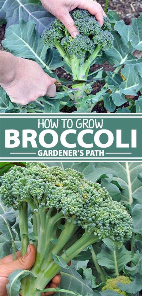 How To Plant And Grow Broccoli Gardener’s Path Growing Broccoli Food Garden Growing Vegetables