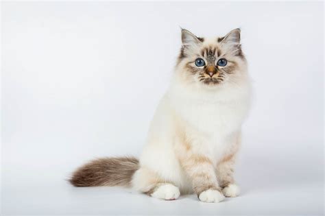 How Much Does a Birman Cat Cost? 2024 Price Guide | Hepper