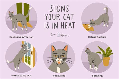 Signs Your Cat Is In Heat