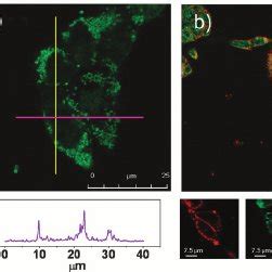 Fluorescence intensity image of HEK cells (a) stained with V-MOP2 at a... | Download Scientific ...