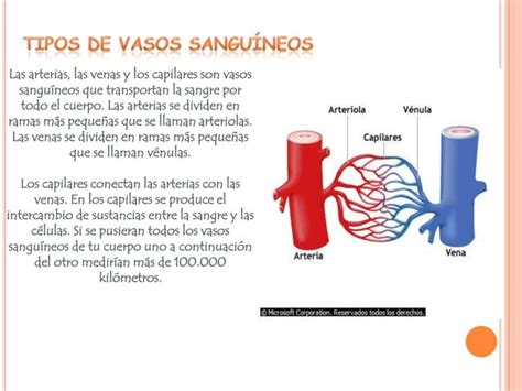 Sistema Cardiocirculatorio Ppt