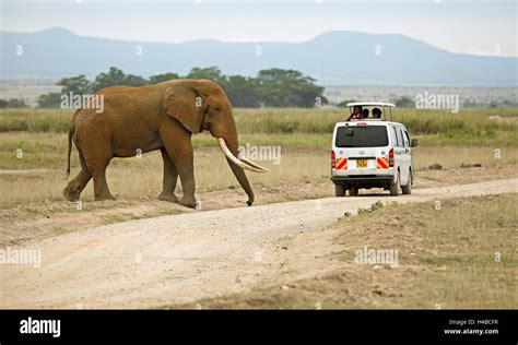 African Elephant Crossing The Road Hi Res Stock Photography And Images