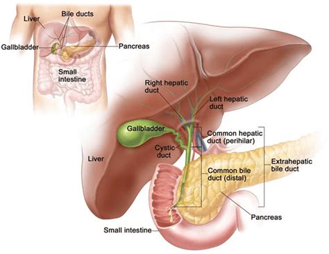 What Doctor Specializes In Pancreas