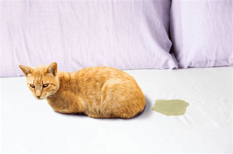 Cat Urine Color Chart: Everything You Need To Know And More