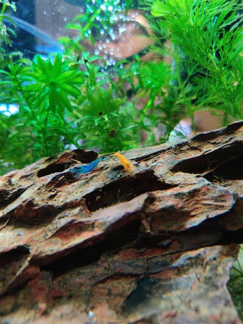 Temporary shrimp skittles till I've setup separate tanks for each of ...