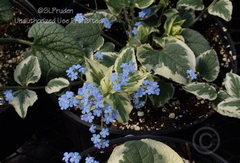 Photo Of The Entire Plant Of Siberian Bugloss Brunnera Macrophylla