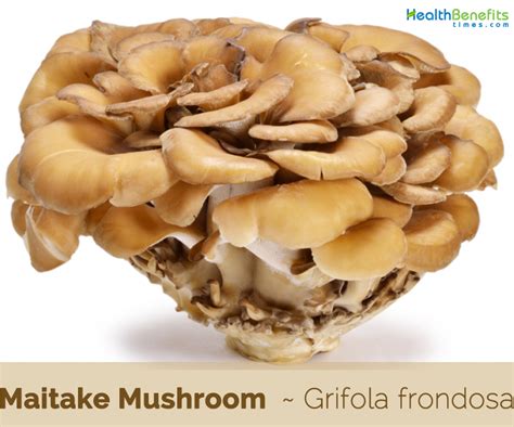 Maitake Mushroom Recipe | Dandk Organizer