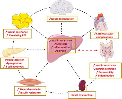 Intestine Liver Crosstalk In Type 2 Diabetes And Non Alcoholic Fatty