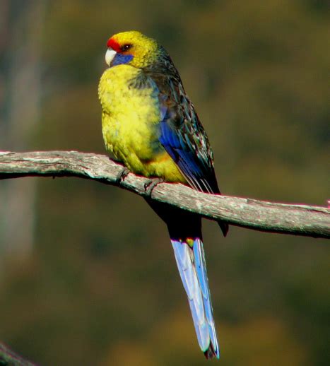 Green Rosella - BirdForum Opus | BirdForum