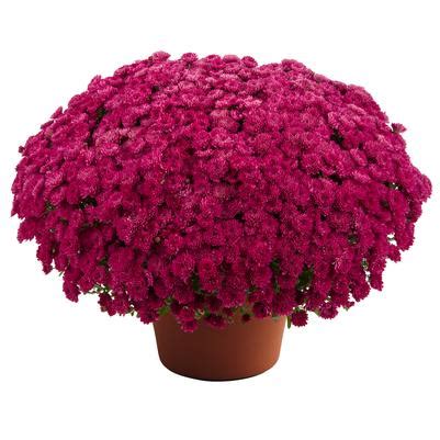 Mum Chrysanthemum X Morifolium Adriana Purple Lucas Greenhouses