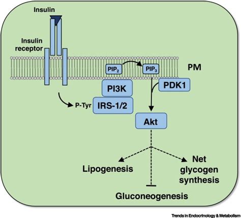 Deconstructing The Role Of PKC Epsilon In Glucose Homeostasis Trends