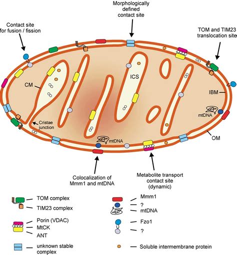 Figure 2 From Contact Sites Between The Outer And Inner Membrane Of Mitochondria Role In Protein