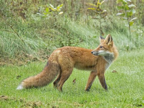 ﻿fè'Mt тщЩ / Лиса :: живность / смешные картинки и другие приколы ...