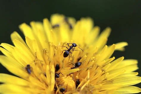 Come Eliminare Le Formiche Dall Orto Un Orso In Campagna