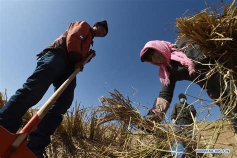 Babusha Forest Farm Starts Spring Afforestation Work In Gulang Gansu