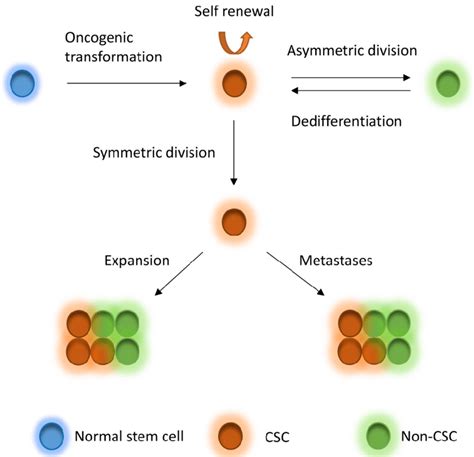 Csc Model Normal Stem Cells Can Undergo Oncogenic Transformation To