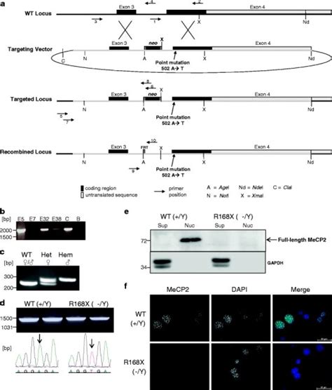 Gene Targeting And Flp Mediated Recombination At The Mecp Locus The