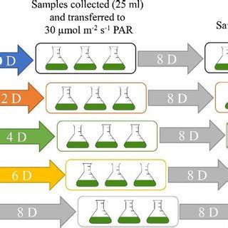 Cellular protein content of Microcystis aeruginosa under extreme light ...