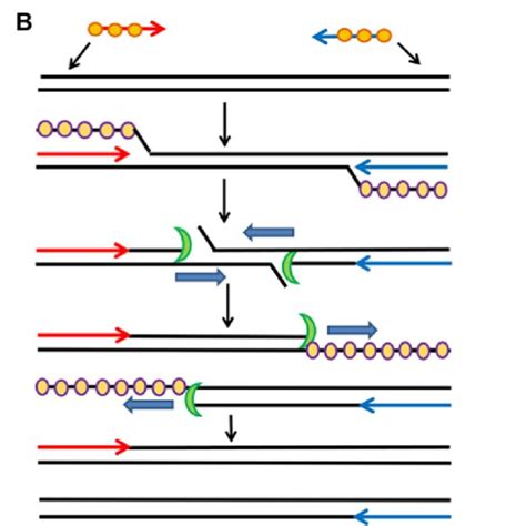 A Flow Chart For Reverse Transcription And Recombinase Polymerase