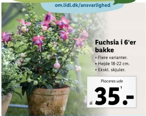 Fuchsia I 6 Er Bakke Tilbud Hos Lidl