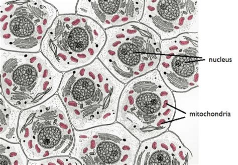 Prokaryotic And Eukaryotic Cells Under Microscope